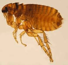 Pulga