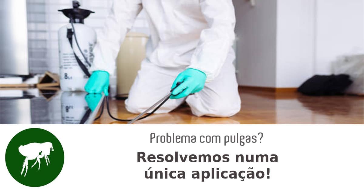 dedetização eficaz contra pulgas