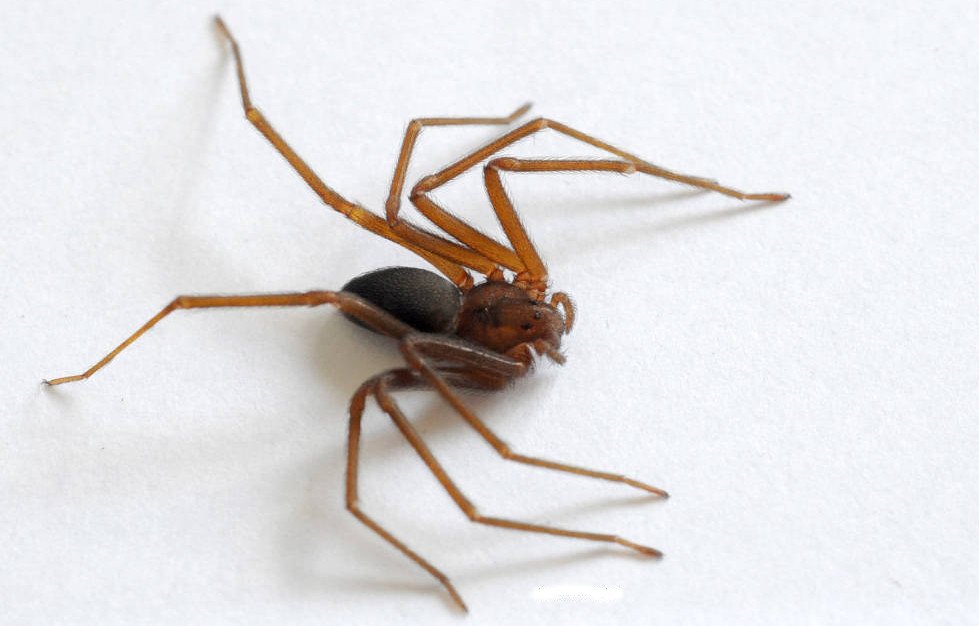 Imagem de uma aranha marrom, com link para informações e dicas de como se prevenir e eliminar