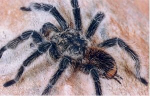 aranha caranguejeira