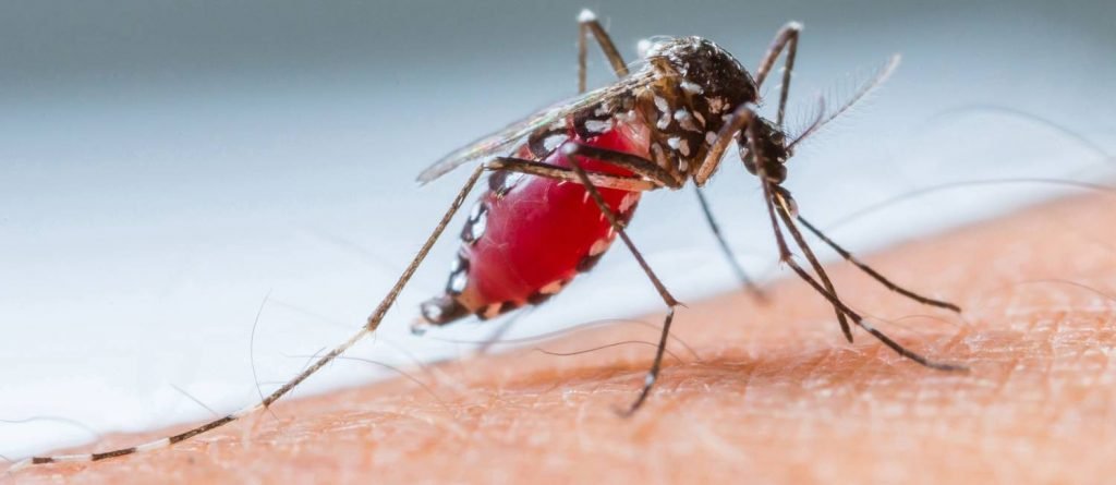 Aedes aegypti