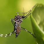 Aedes aegypti