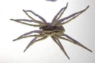 ARANHA DA GRAMA ou TARÂNTULA Lycosa erythrognatha