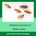 Dedetização de blatella germanica