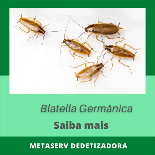Dedetização de Blattella germanica: barata alemã, paulistinha ou baratinha