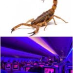 Picada de escorpião