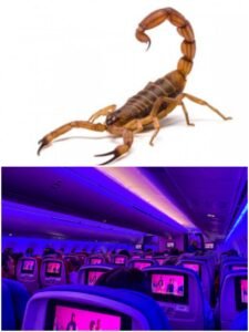 Picada de escorpião