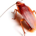 Periplaneta_americana