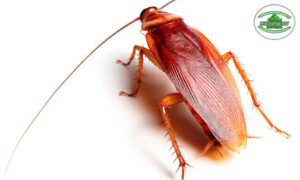 Periplaneta_americana