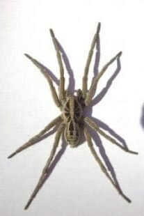 ARANHA DA GRAMA ou TARÂNTULA Lycosa erythrognatha