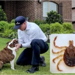 Saiba tudo sobre o carrapato-estrela