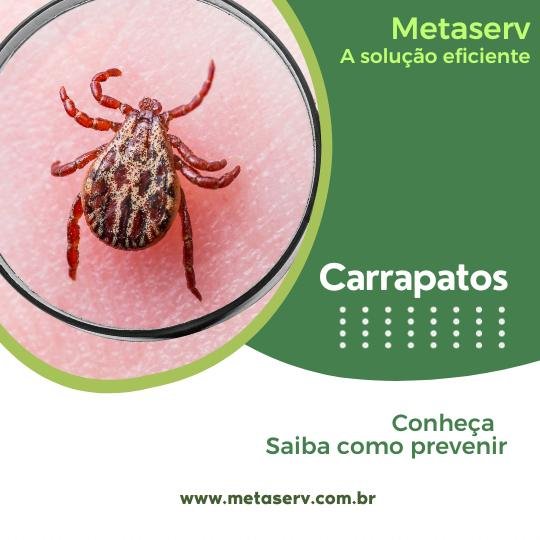 Imagem Carrapato, saiba como prevenir