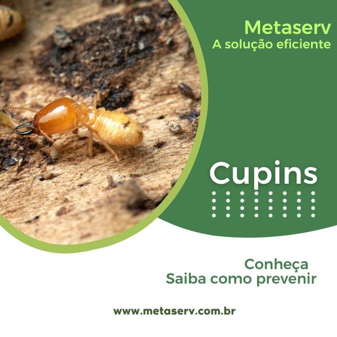 Imagem de cupim com link para informações e dicas de como se prevenir e eliminar