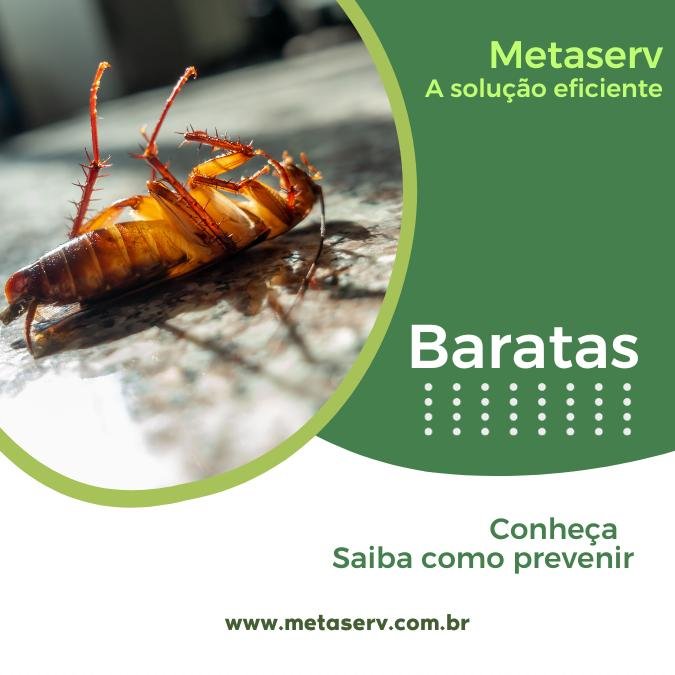 Conheça mais sobre as espécies Blattella Germanica e Periplaneta Americana e descubra como manter esses intrusos longe