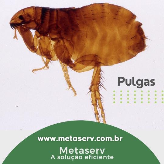 Imagem de uma pulga, em um post com informações e dicas de como prevenir e eliminar