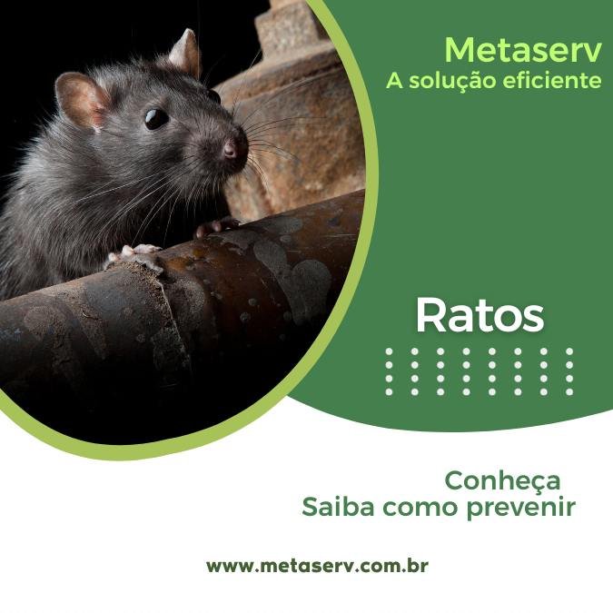 Imagem de um rato, com link para informações e dicas de como se prevenir e eliminar