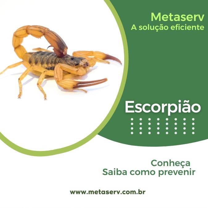 Imagem de Escorpião amarelo, com link para informações e dicas de como se prevenir e eliminar